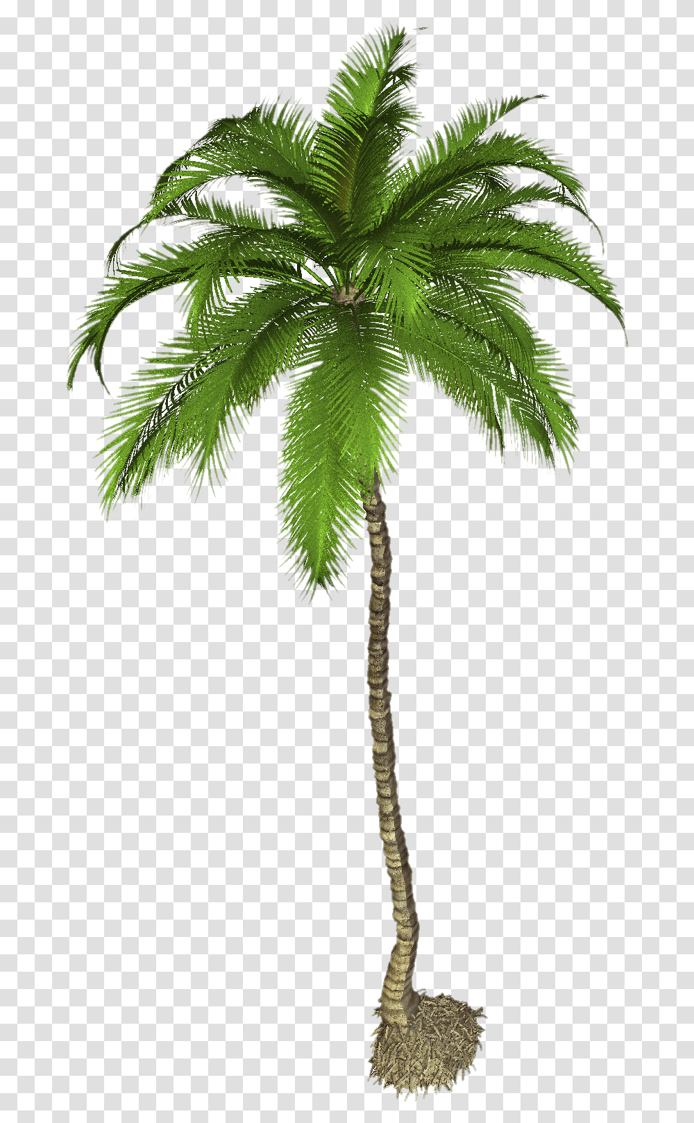 Download Palm Tree Pic Coconut Palm Tree, Plant, Arecaceae, Leaf, Fern Transparent Png