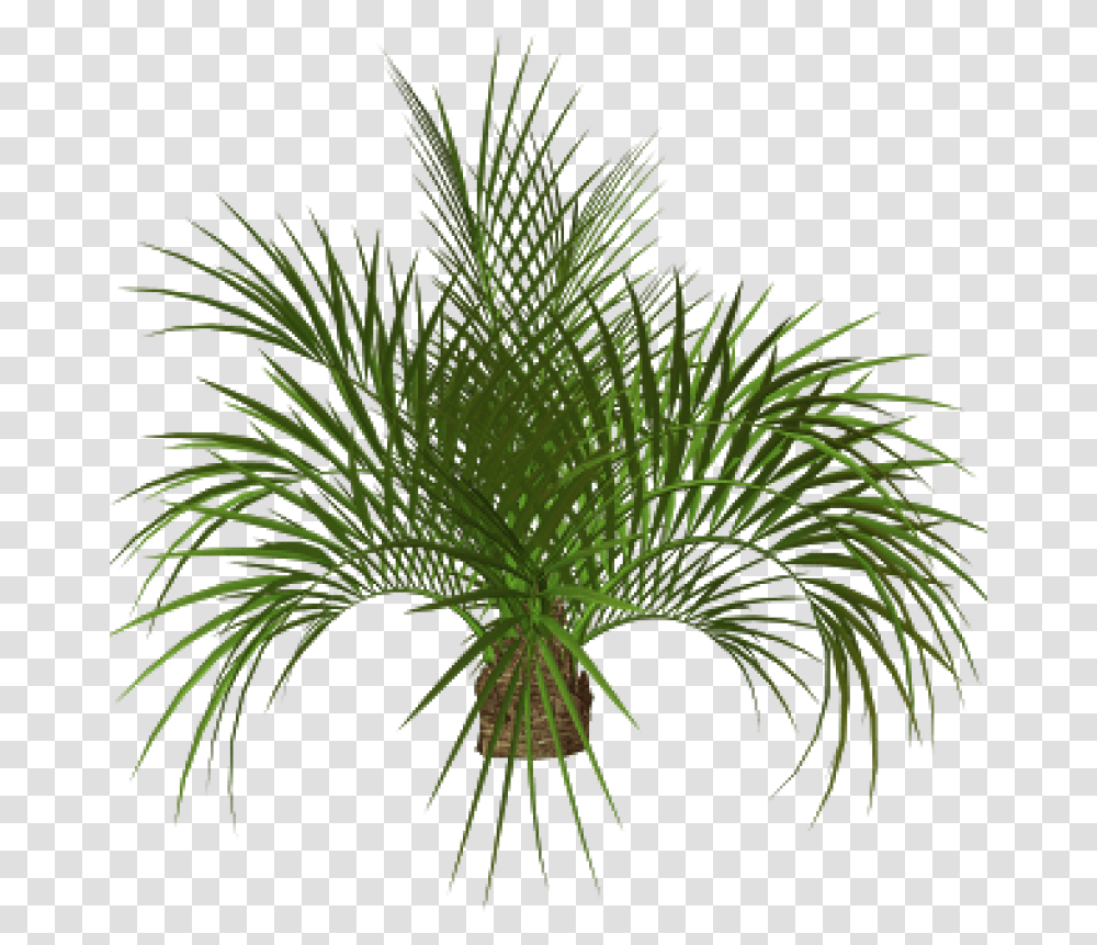 Download Palm Tree Plan Palm Tree Full Size Palm Plant, Vegetation, Bush, Nature, Outdoors Transparent Png