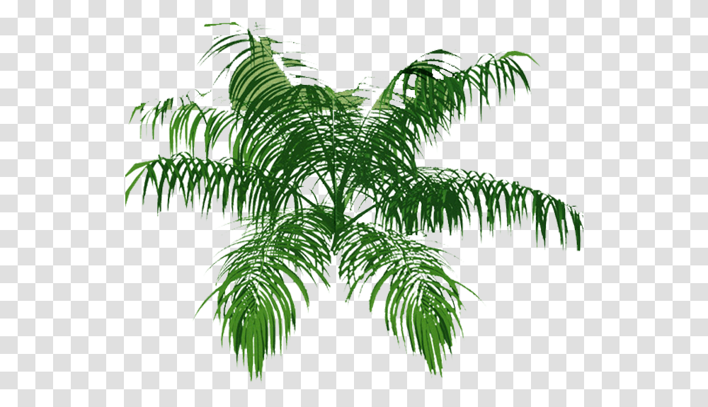 Download Palm Tree Top Palm Tree Architecture Plants Top View Plan, Fern,  Transparent Png