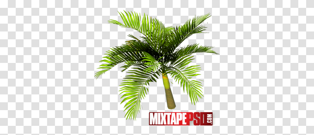 Download Palm Tree Top View Psd Palm Trees Full Roystonea, Plant, Arecaceae, Conifer, Green Transparent Png
