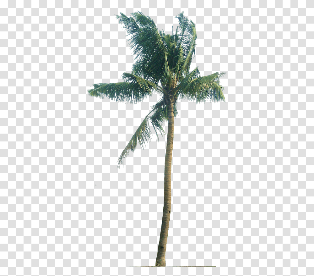 Download Palm Tree Trees Plant Pictures Tropical Cocos Nucifera, Arecaceae, Bird, Animal, Annonaceae Transparent Png