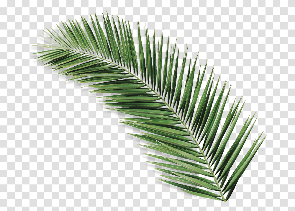 Download Palmolive Natureza Secreta Palm Leaf Iii Palm Tree Leaf, Plant, Fern, Flower, Blossom Transparent Png