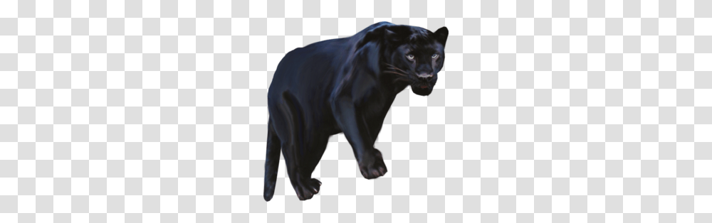 Download Pantera Animal Clipart Black Panther Leopard Jaguar, Wildlife, Mammal Transparent Png