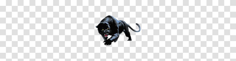 Download Panther Free Photo Images And Clipart Freepngimg, Wildlife, Animal, Mammal, Leopard Transparent Png