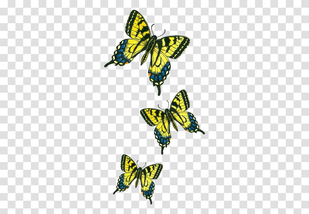 Download Papilio Machaon Hd Uokplrs Clip Art, Insect, Invertebrate, Animal, Butterfly Transparent Png
