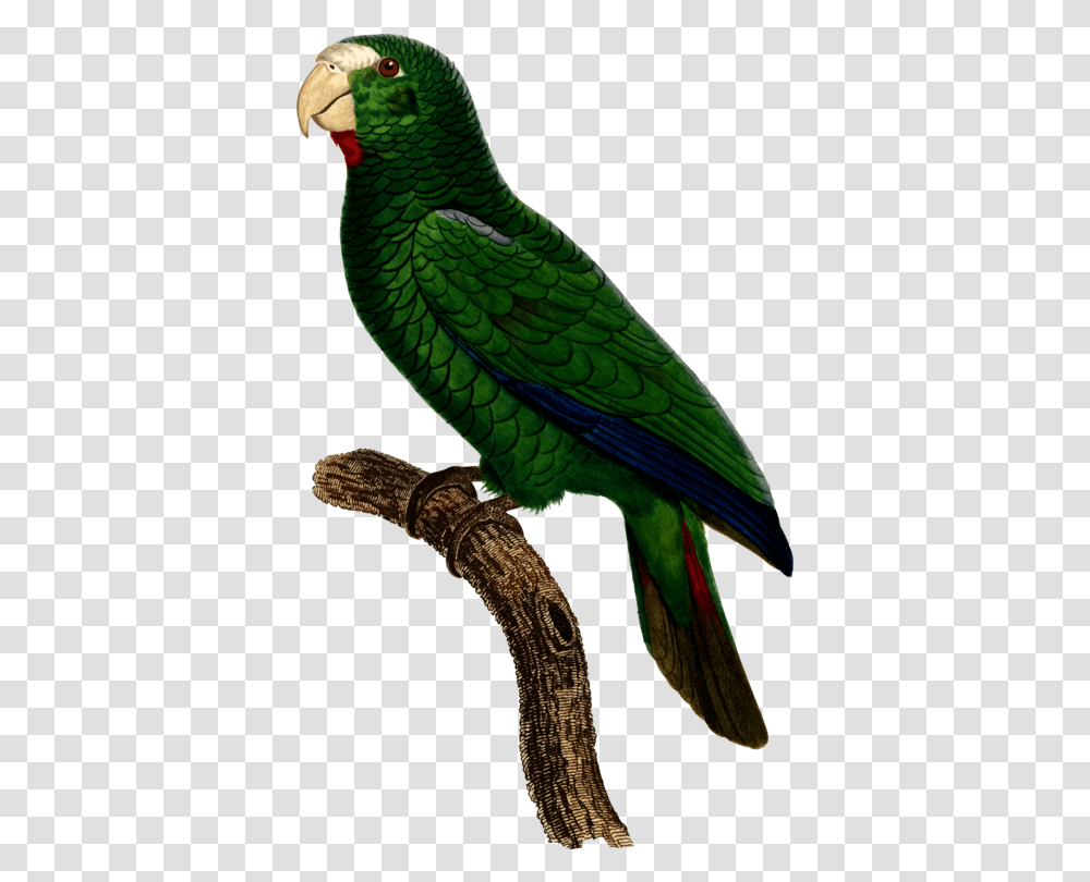 Download Parrot Bird Watercolor Painting Parrot Image Budgerigar, Animal, Snake, Reptile, Beak Transparent Png