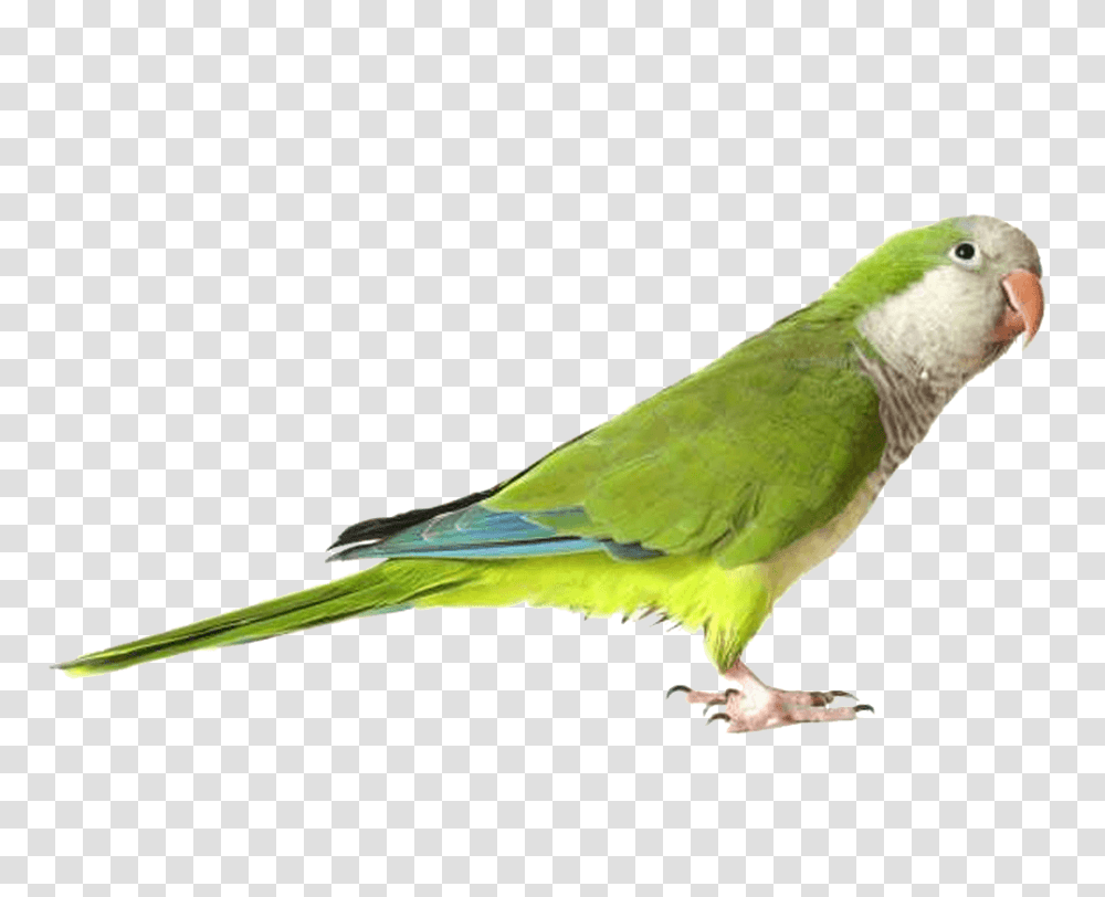 Download Parrot Free Green Quaker Parrot, Bird, Animal, Parakeet Transparent Png