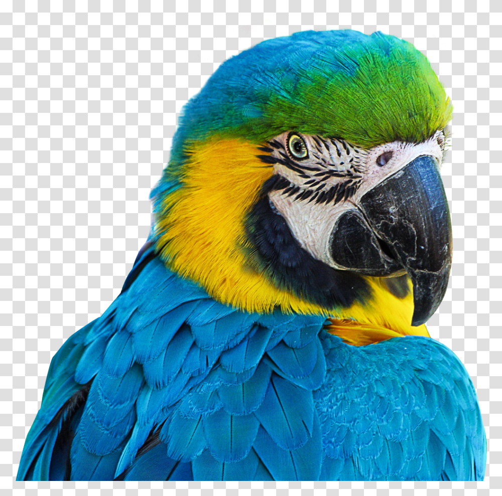 Download Parrot Image For Free Parrot, Macaw, Bird, Animal Transparent Png
