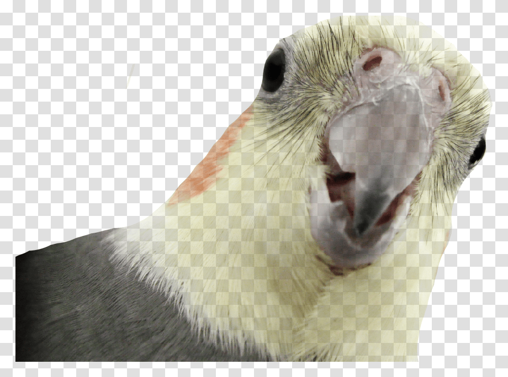 Download Parrot Images Nimfa Transparent Png