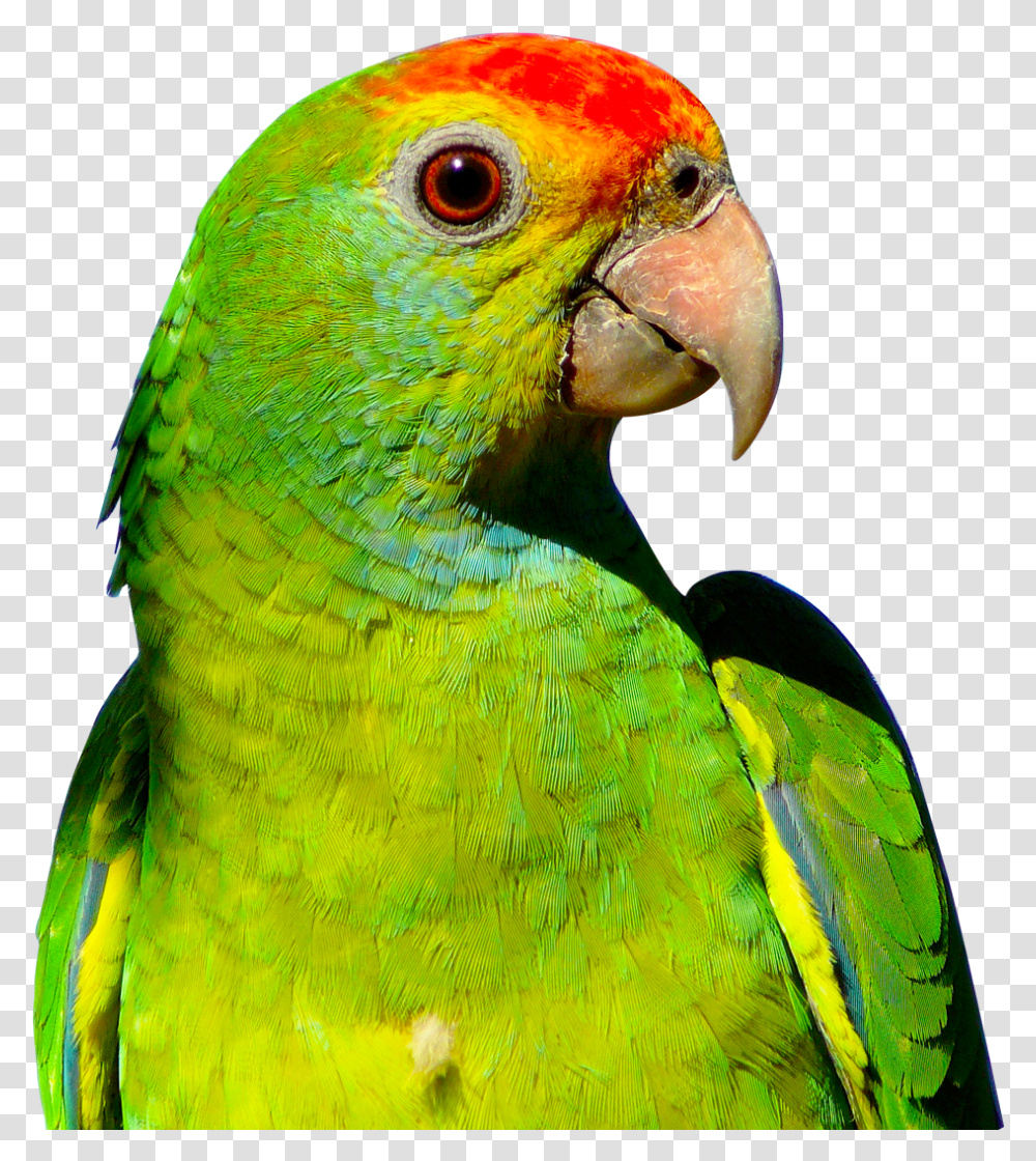 Download Parrot Parrot, Bird, Animal, Macaw, Beak Transparent Png