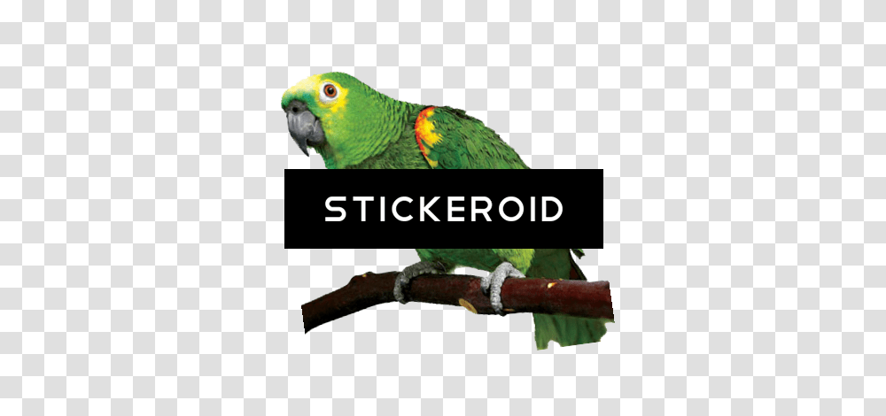 Download Parrot Parrot, Bird, Animal, Macaw, Parakeet Transparent Png