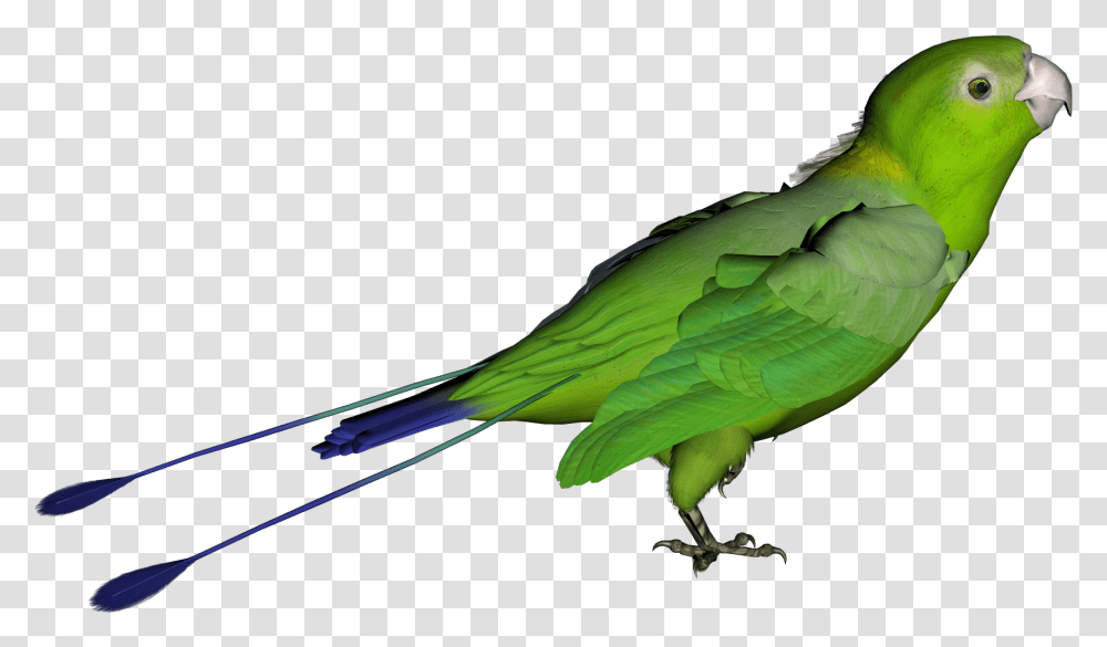 Download Parrotpngclipart Free Images Green Bird Background, Animal, Parakeet, Macaw Transparent Png