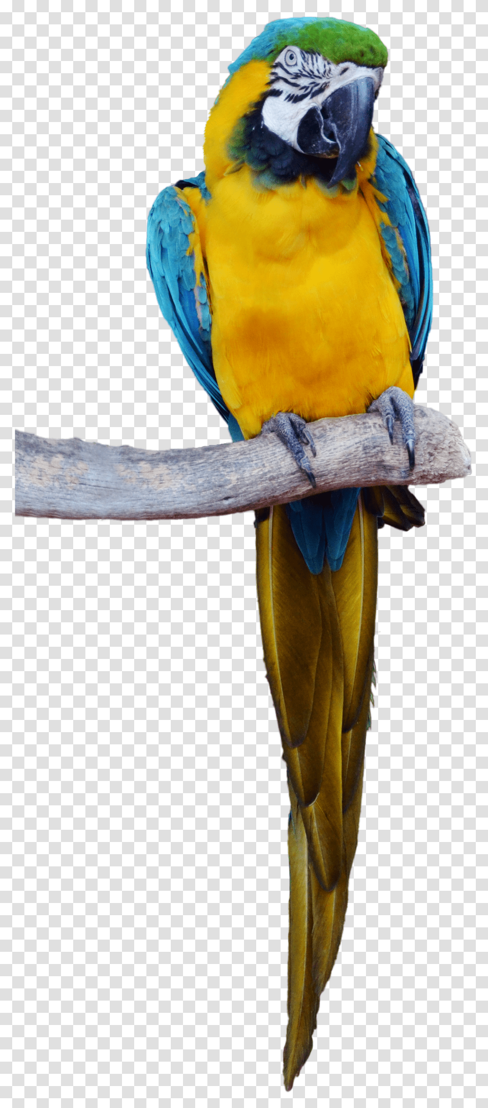 Download Parrotpngtransparentimagestransparent Tropical Bird, Macaw, Animal Transparent Png