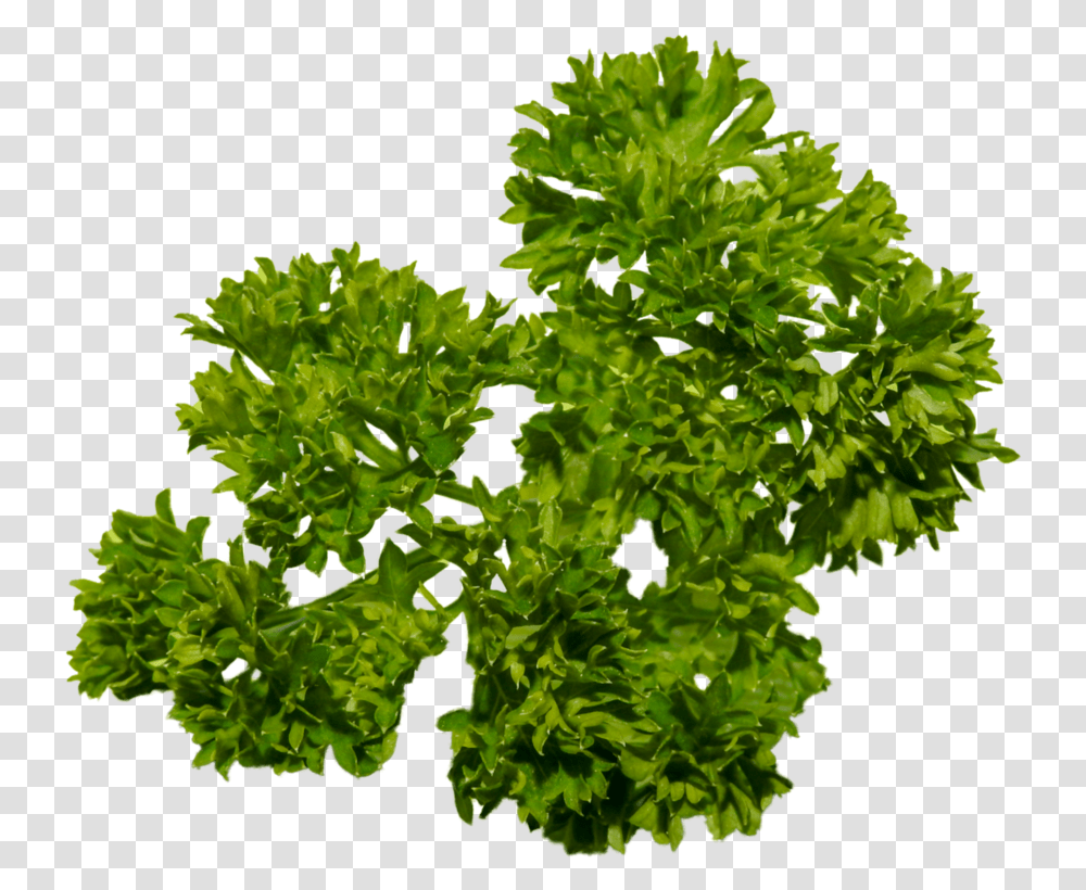 Download Parsley Tree Full Size Image Pngkit Portable Network Graphics, Vase, Jar, Pottery, Plant Transparent Png