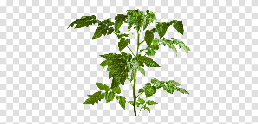 Download Part Of Tomato Plants Leaf Tomato Tree, Ivy, Vine, Vase, Jar Transparent Png