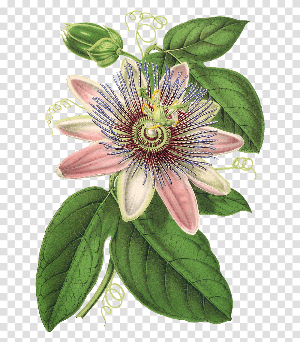 Download Passion Flower Plant Blossom Bloom Passion Flower, Pollen, Acanthaceae, Pond Lily, Veins Transparent Png
