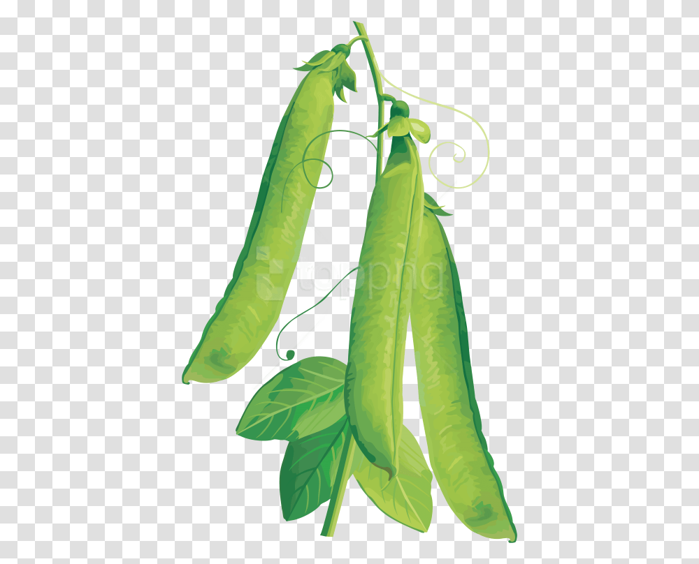 Download Pea Clipart Photo Vegetables Vector, Plant, Food, Produce, Gourd Transparent Png