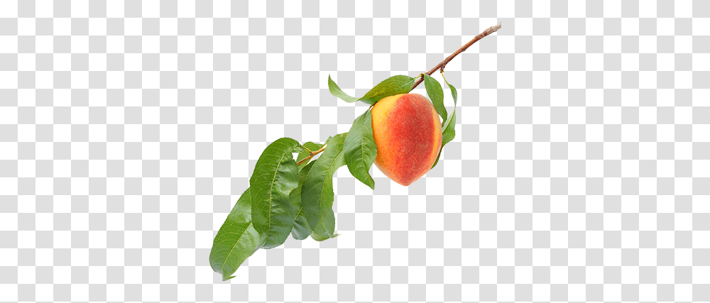 Download Peach Flavor Peach On Tree, Plant, Fruit, Food, Leaf Transparent Png