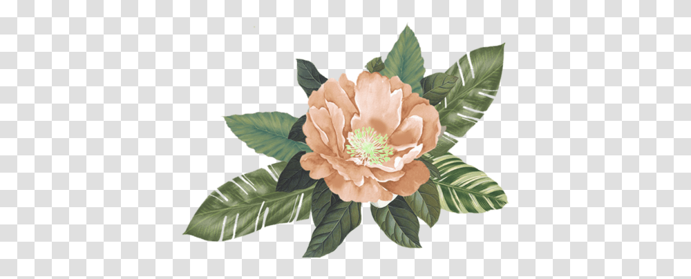 Download Peach Flower Background Image With No Japanese Camellia, Plant, Leaf, Rose, Floral Design Transparent Png