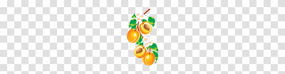 Download Peach Free Photo Images And Clipart Freepngimg, Plant, Apricot, Fruit, Produce Transparent Png