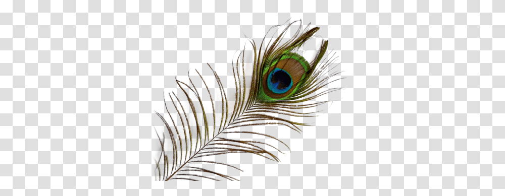 Download Peacock Feather Free Image And Clipart, Animal, Bird, Photography, Fractal Transparent Png