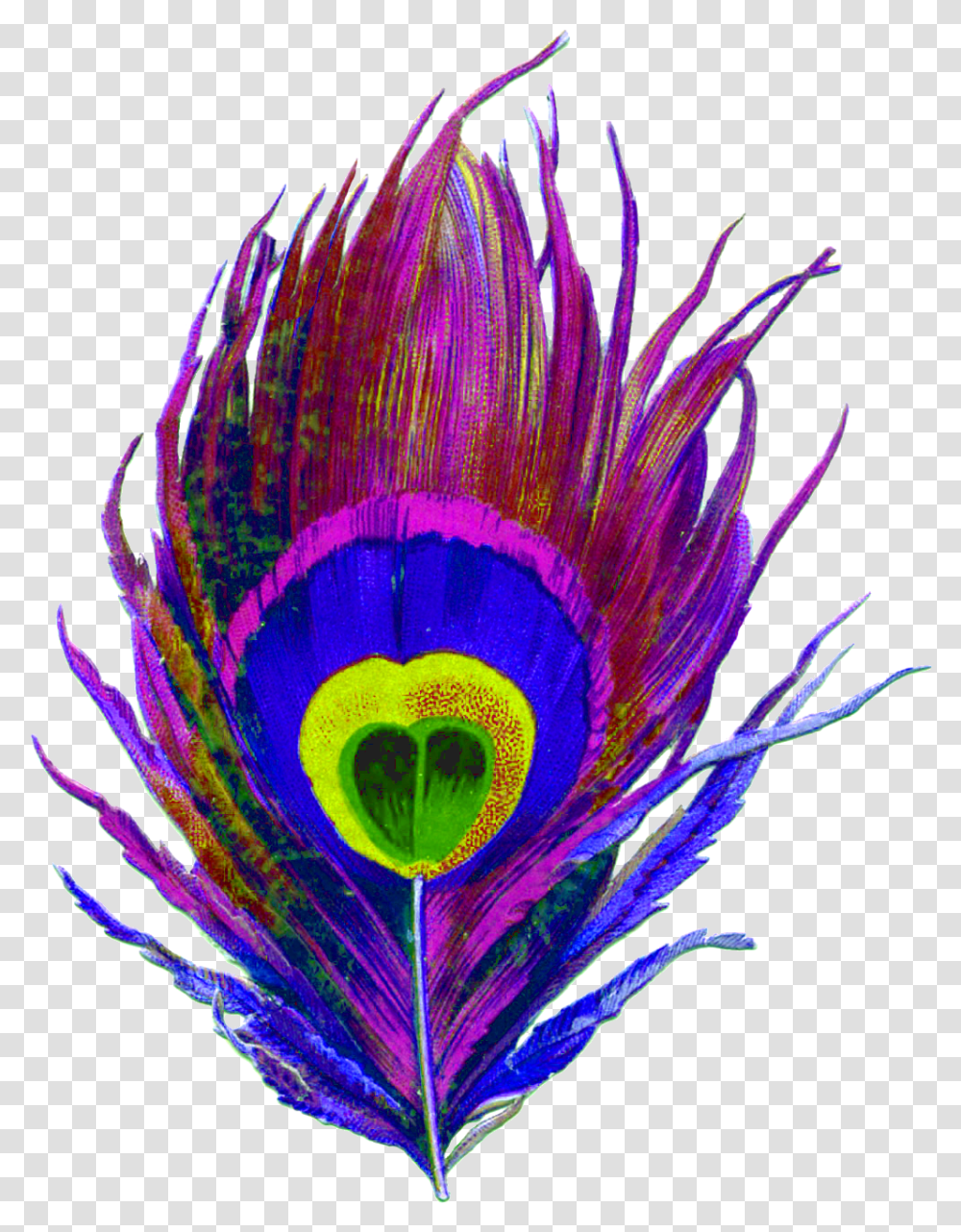 Download Peacock Feather Free Image And Clipart Colorful Peacock Feather, Animal, Bird, Plant, Pattern Transparent Png