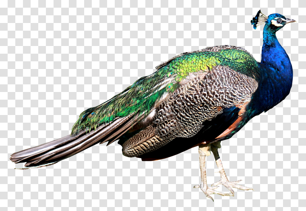 Download Peacock Images, Bird, Animal Transparent Png