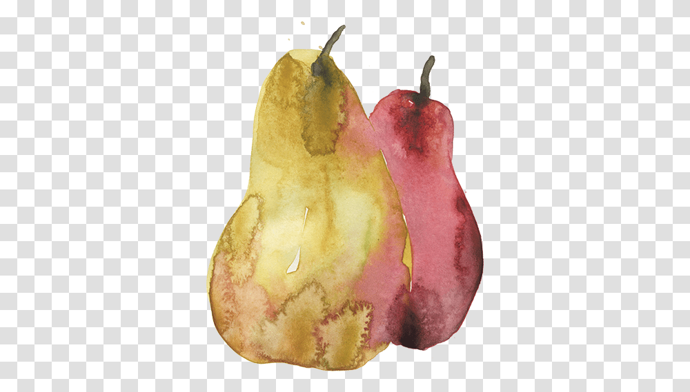Download Pears Sm Pear Full Size Image Pngkit Watercolor Paint, Plant, Fruit, Food Transparent Png