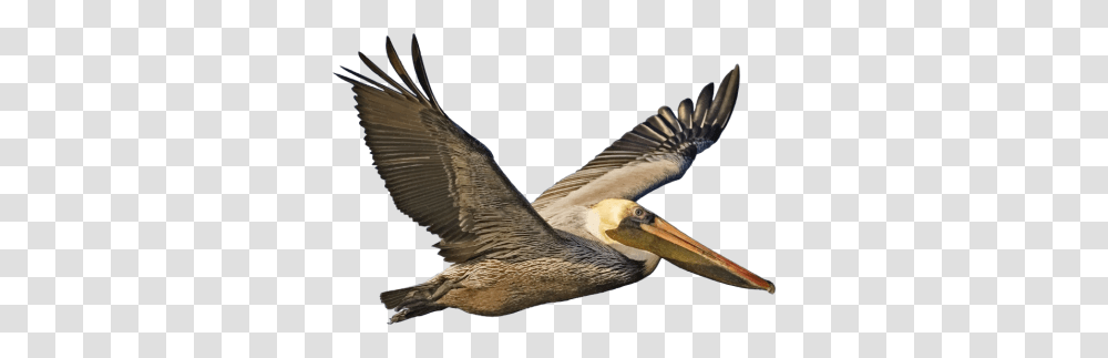 Download Pelican Free Image And Clipart, Bird, Animal, Beak, Flying Transparent Png