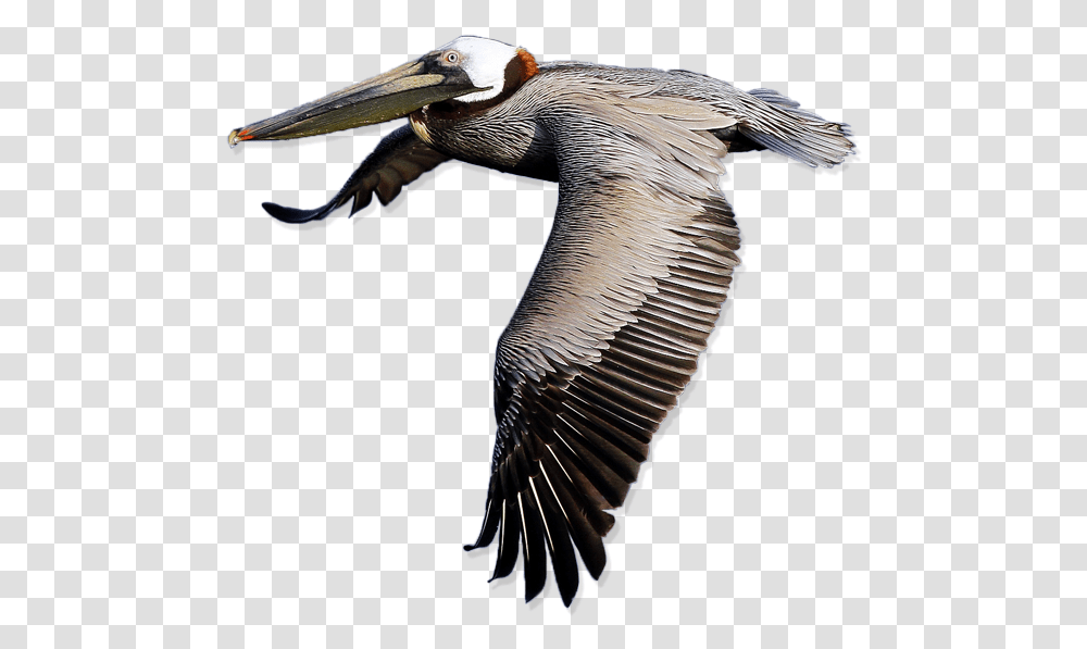 Download Pelican Free Image Pelican, Bird, Animal, Beak, Flying Transparent Png