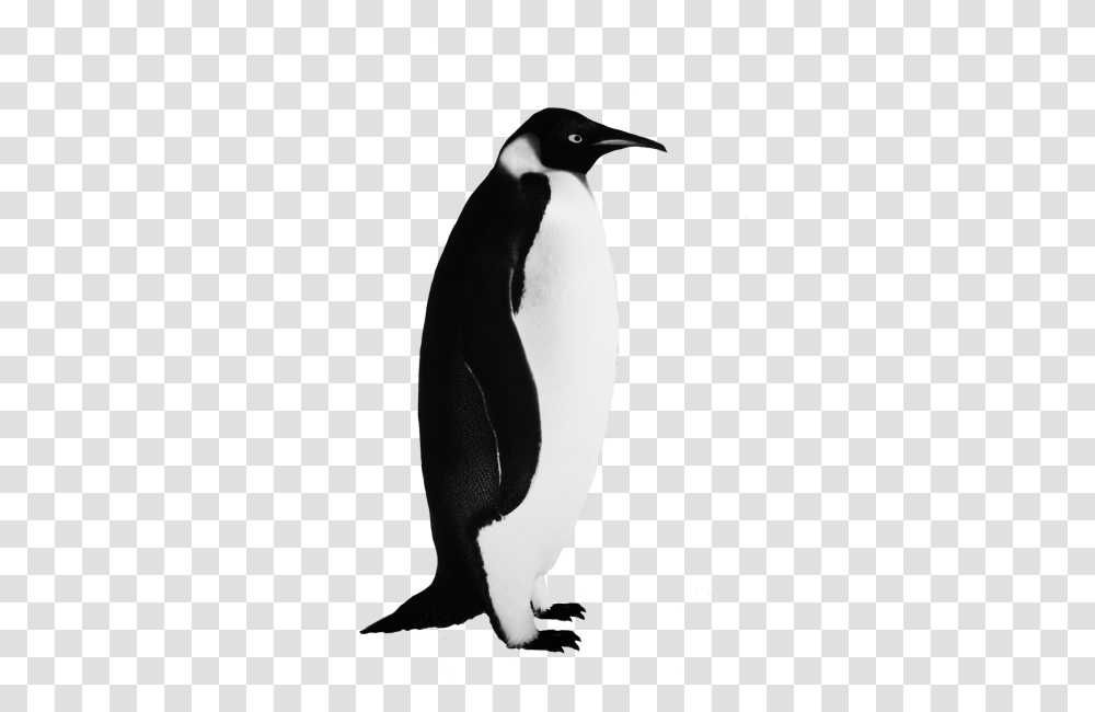 Download Penguin Free Image And Clipart Penguin Black And White, Bird, Animal, King Penguin Transparent Png