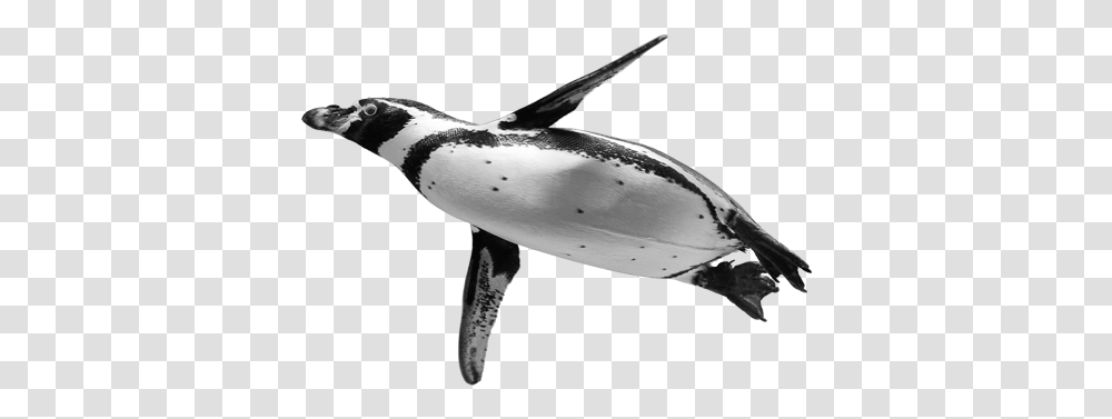 Download Penguinspngtransparentimagestransparent Penguin, Bird, Animal, Plant, Sea Life Transparent Png
