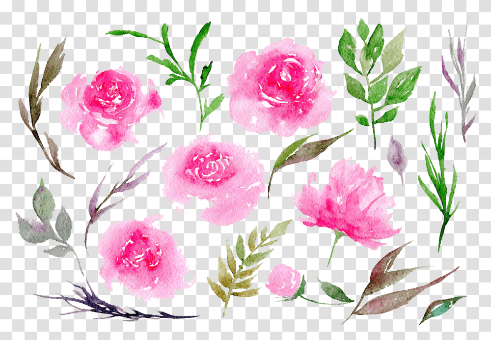 Download Peonies Clipart Peonies Water Color, Plant, Flower, Blossom, Rose Transparent Png