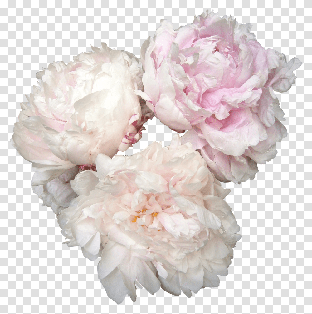 Download Peonies Photos White Peonies, Plant, Flower, Blossom, Carnation Transparent Png