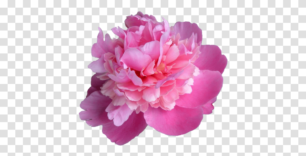Download Peonies Pink Peony, Plant, Flower, Blossom, Rose Transparent Png