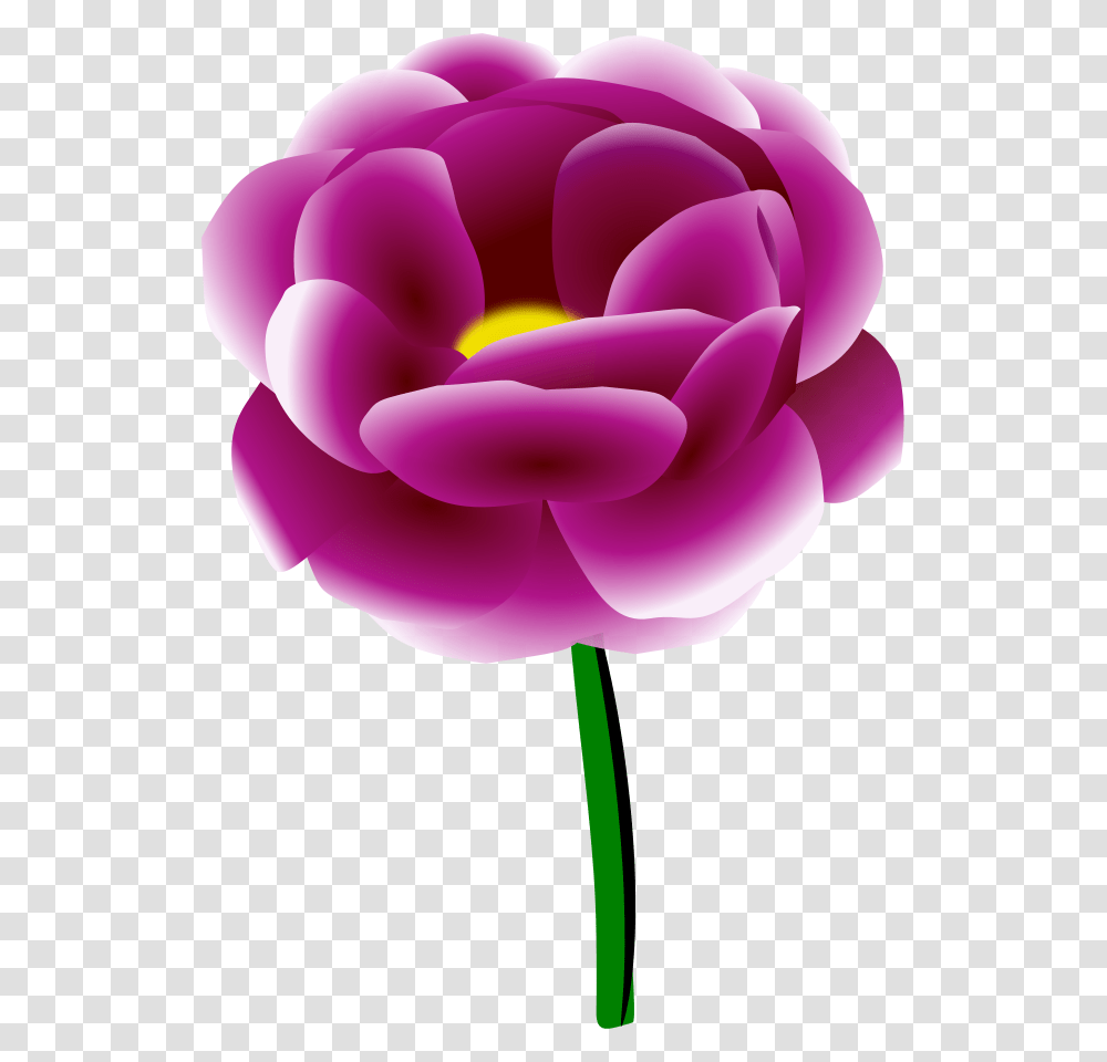 Download Peony Clipart, Plant, Flower, Blossom, Tulip Transparent Png