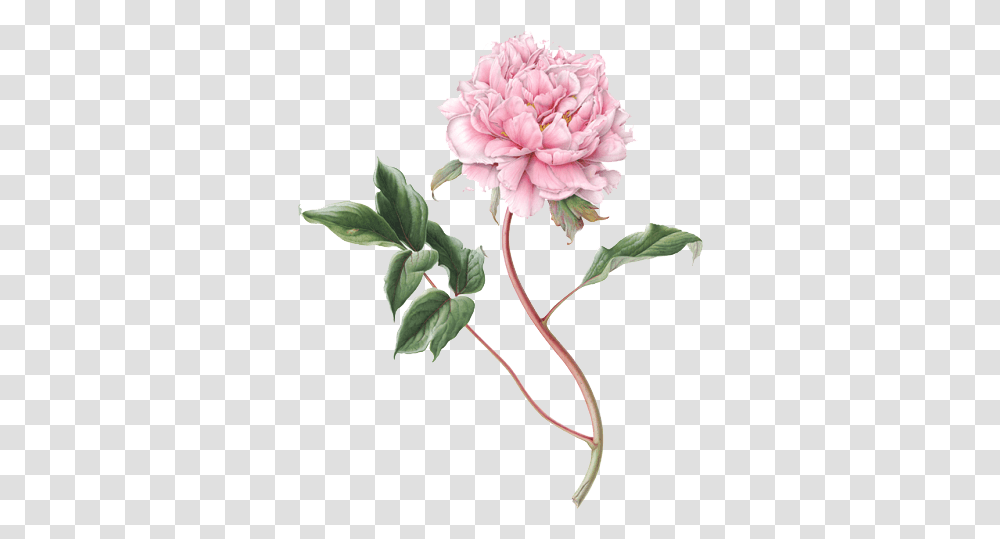 Download Peony File Botanical Illustration Peonies Drawing, Plant, Flower, Blossom, Dahlia Transparent Png