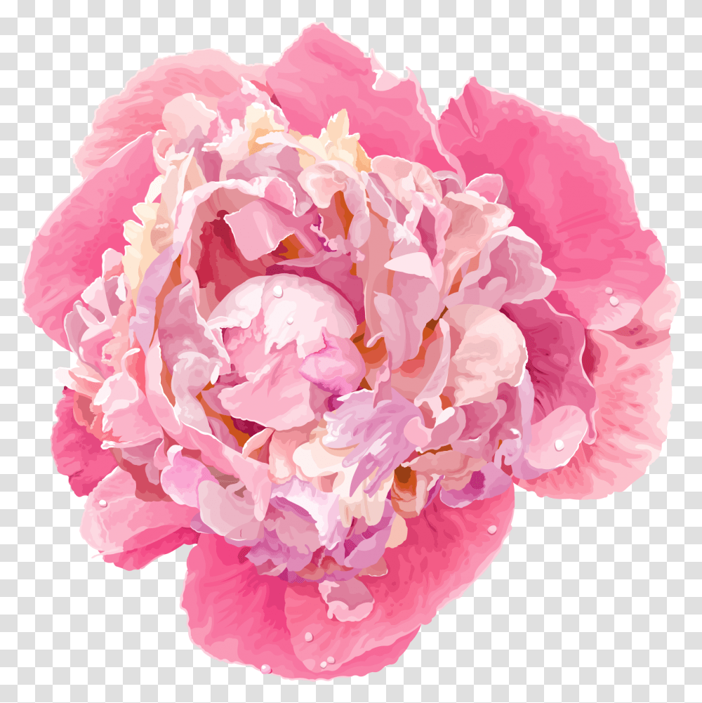 Download Peony Flower Vector Hd Uokplrs Peony Flower, Plant, Blossom, Rose, Carnation Transparent Png