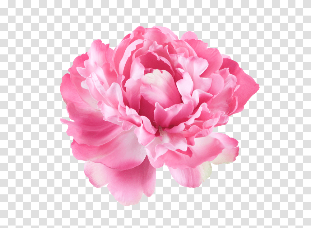 Download Peony Flowers Pink Flowers White Background, Plant, Rose, Blossom, Carnation Transparent Png