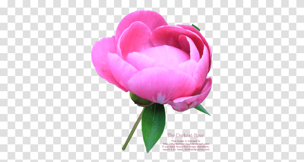 Download Peony Free Image And Clipart, Rose, Flower, Plant, Blossom Transparent Png