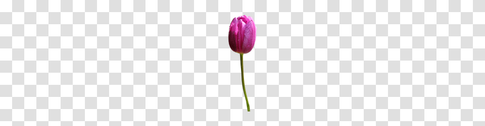 Download Peony Free Photo Images And Clipart Freepngimg, Plant, Flower, Blossom, Tulip Transparent Png