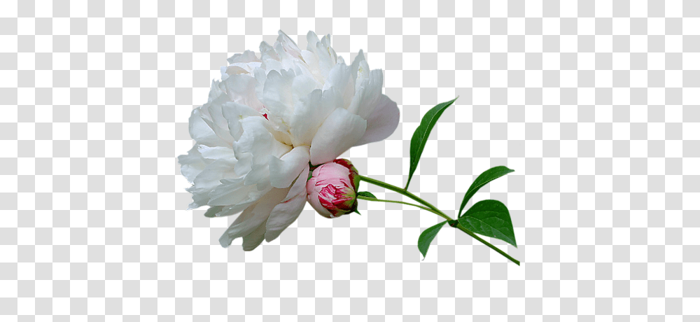Download Peony Hq Image Animated Gif Gif Precious Life, Plant, Flower, Blossom, Rose Transparent Png