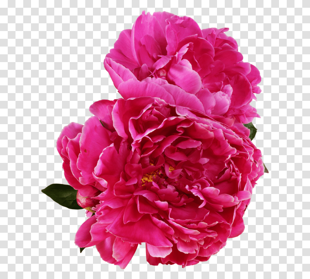 Download Peony Outline Vector Peony, Plant, Flower, Blossom, Rose Transparent Png