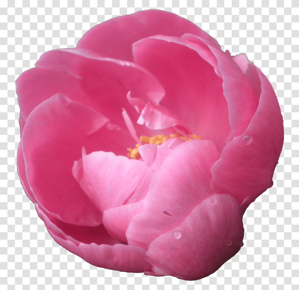 Download Peony Pic Peonies With Background, Rose, Flower, Plant, Blossom Transparent Png