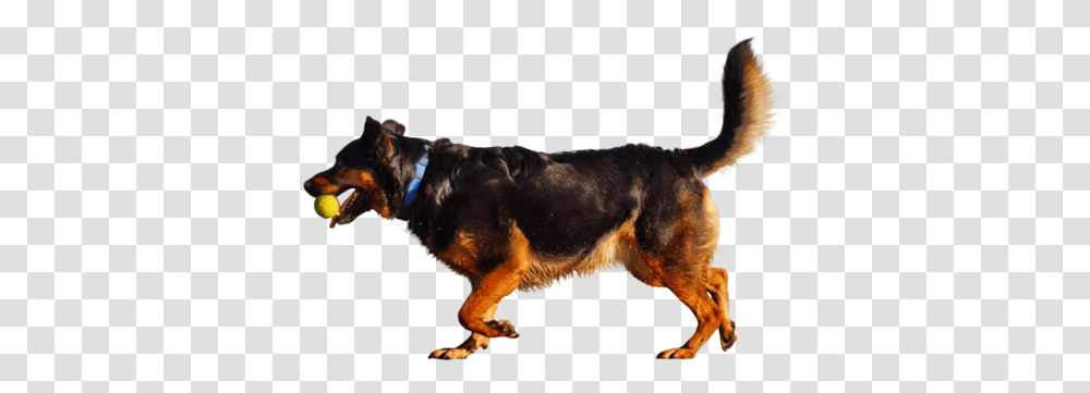Download People 11 Dog Playing With Ball, Pet, Canine, Animal, Mammal Transparent Png