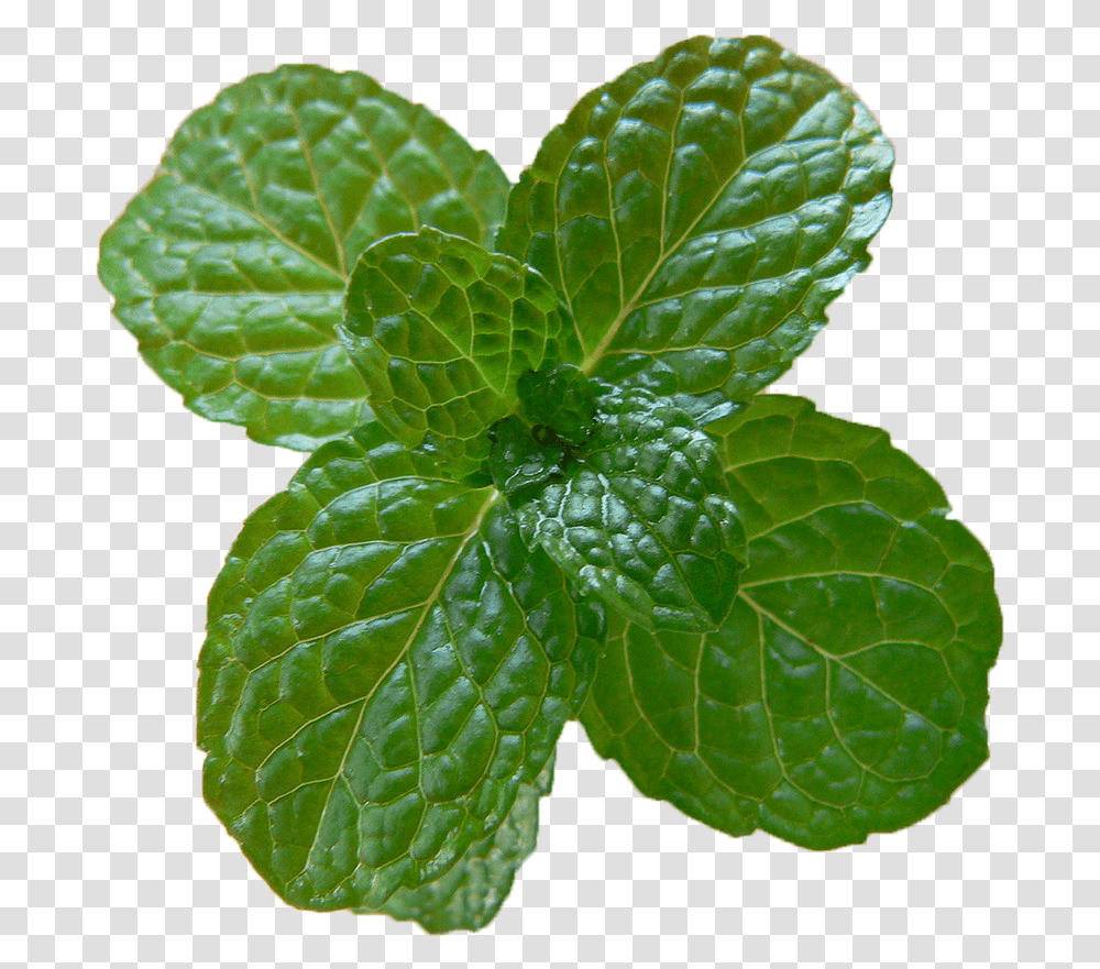 Download Peppermint Image With Mint, Potted Plant, Vase, Jar, Pottery Transparent Png