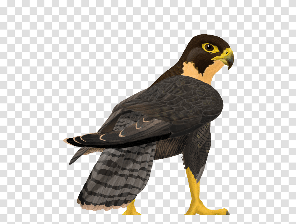 Download Peregrine Falcon Clipart Peregrine Falcon, Bird, Animal, Buzzard, Hawk Transparent Png