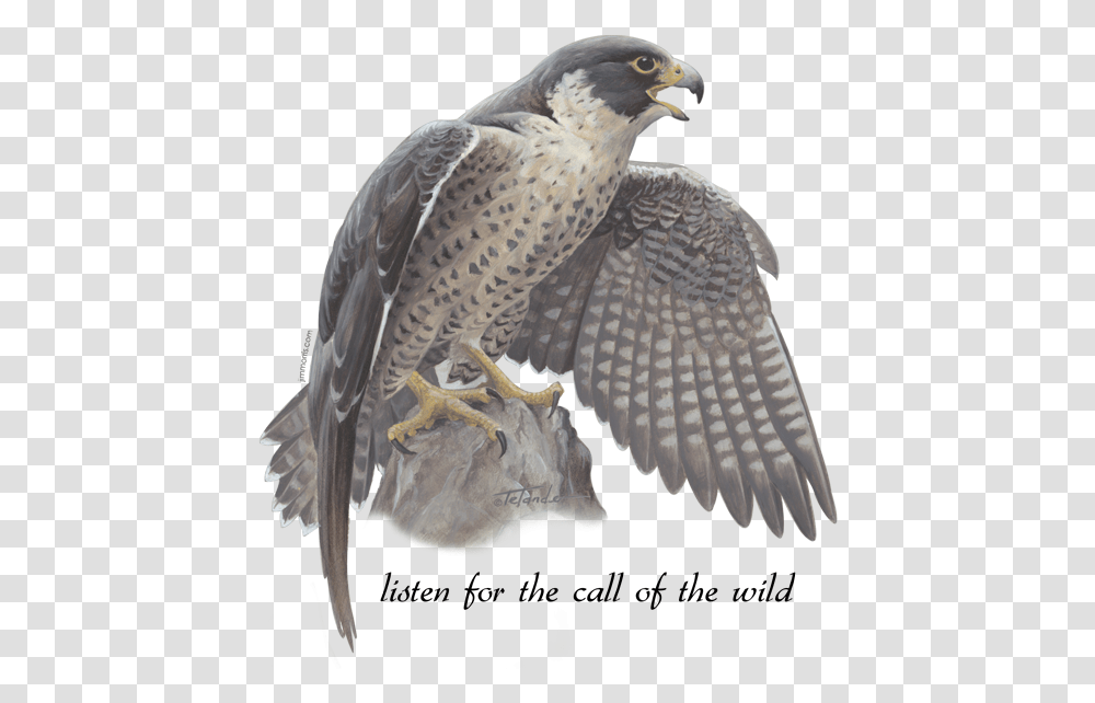 Download Peregrine Falcon Falcon, Bird, Animal, Vulture, Accipiter Transparent Png
