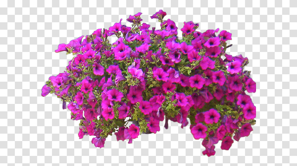 Download Petunia Free Flower Bush, Geranium, Plant, Blossom, Purple Transparent Png