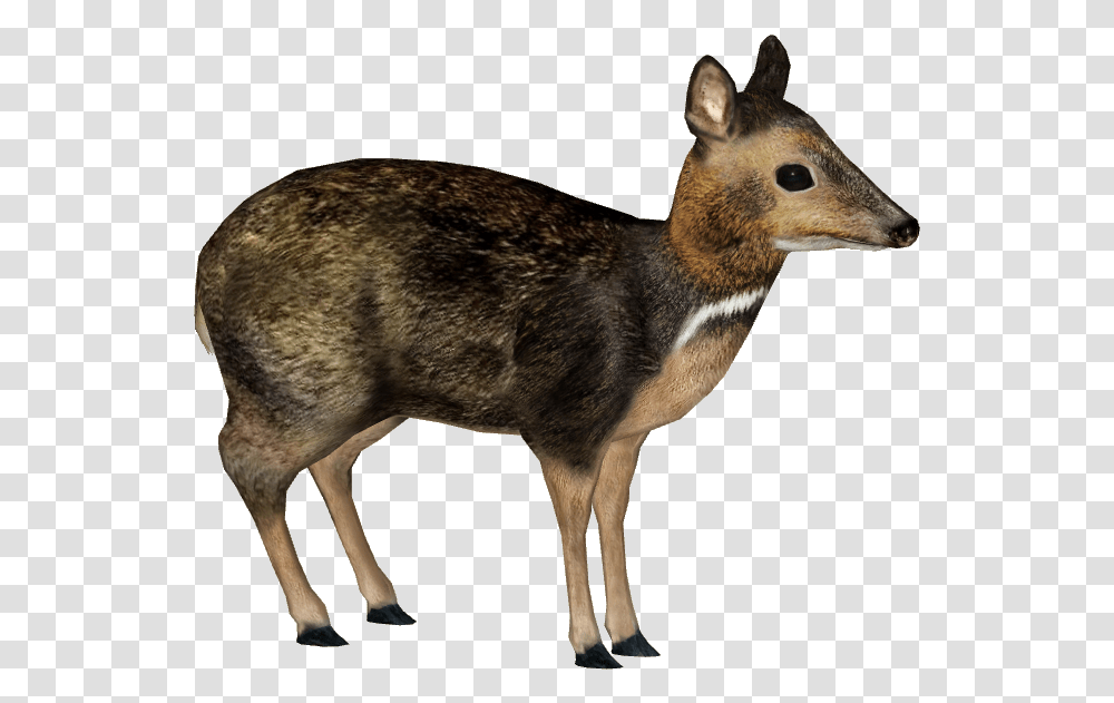 Download Philippine Mouse Deer Philippine Mouse Deer Philippine Mouse Deer, Wildlife, Animal, Bird, Mammal Transparent Png